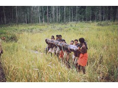 PNG 1961-64 : Clearing the fallen timber