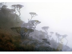 PNG 1961-64 : Mountain trees 