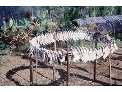 PNG 1961-64 : Pig's jaws displayed after a Sing Sing 