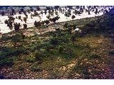 1968 : Willowra camp aerial.