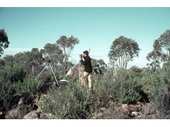 1969 TG102 Geodetic survey party member David Yates, Warrumbungle ranges, NSW.