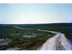 1974 : Along the Voakes Hill to Neale Junction geodetic traverse; after the rain even the Nullarbor is green.