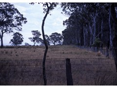 OPEN PADDOCKS AND TREES